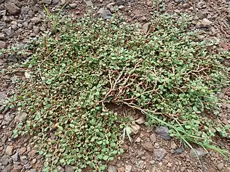 Типовой вид — Trianthema portulacastrum