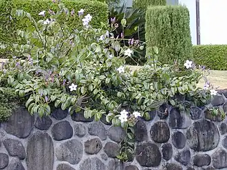 Криптостегия крупноцветная