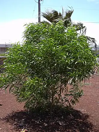 Общий вид молодого дерева. Остров Мауи, государственный питомник в Каулуи (англ.&nbsp;Kahului).