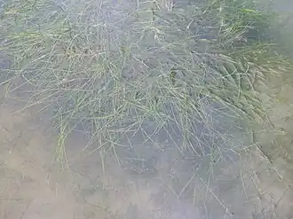 Руппия морская, Мауи