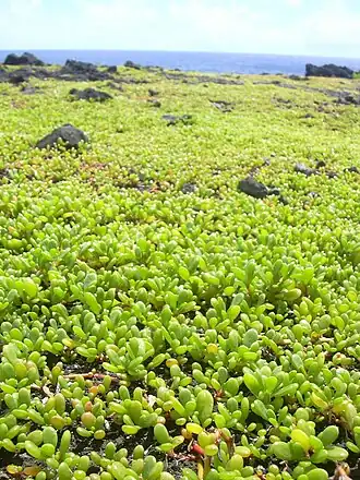 Сезувиум портулаковидный