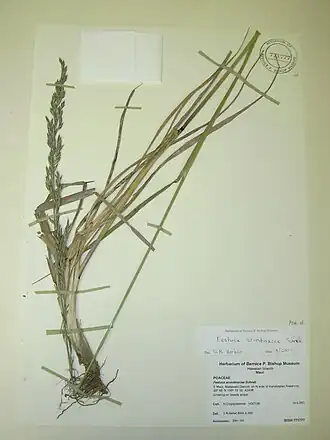 Овсяница тростниковая