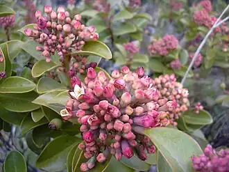 Santalum haleakalae