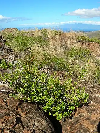 Alyxia oliviformis. Общий вид растения
