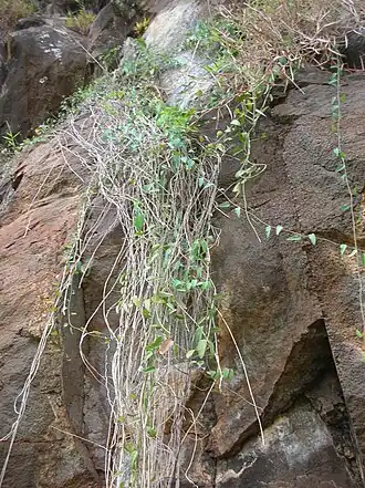 Cocculus orbiculatus. Общий вид растения