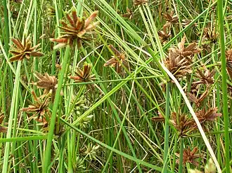 Cyperus trachysanthos