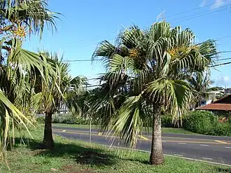 Pritchardia sp.