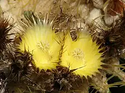 Цветки крупным планом. Мауи, Гавайи