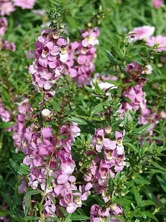 Angelonia angustifolia, Мауи