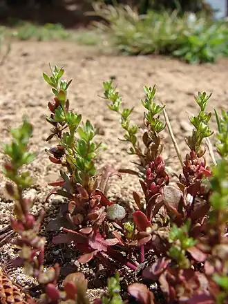 Общий вид растения.