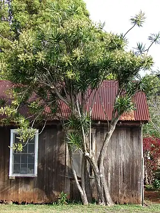 Общий вид растения, остров Мауи