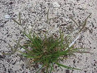 Элевсина индийская, Мидуэй