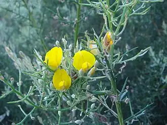 Ulex boivinii
