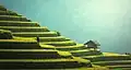 Рисовые террасы в уезде Мукангтяй