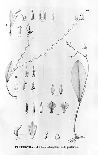 Trichosalpinx montana