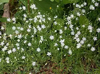 Звездчатка злаковая (Stellaria graminea)