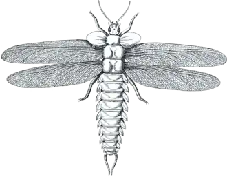 Реконструкция Stenodictya lobata