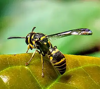 Stenodyneriellus guttulatus
