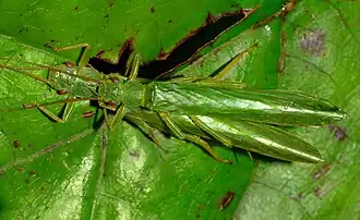 Спаривание Stenoperla prasina