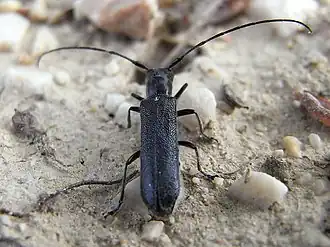 Stenostola dubia