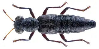 Stenus bifoveolatus