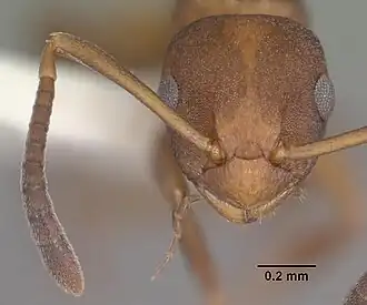 Муравей Stigmacros punctatissima