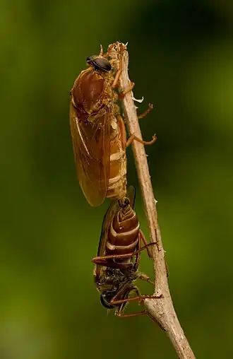 Coenomyia ferruginea