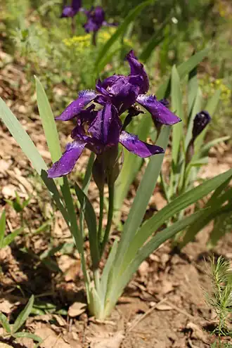 Ирис безлистный. Общий вид растения
