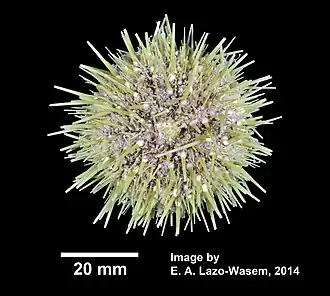 Зелёный морской ёж (Strongylocentrotus droebachiensis)