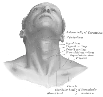 Мышцы шеи, вид спереди
