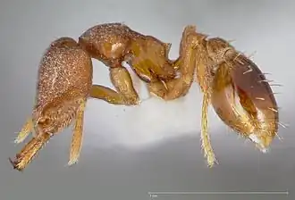 Рабочий муравей