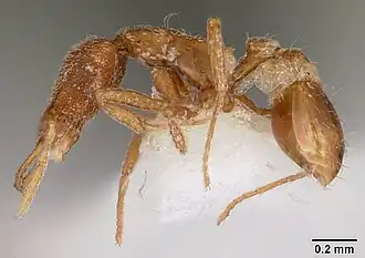 Strumigenys berkalial