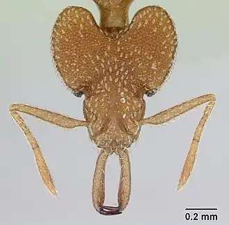 Strumigenys cacaoensis