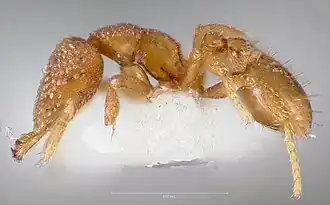 Рабочий муравей