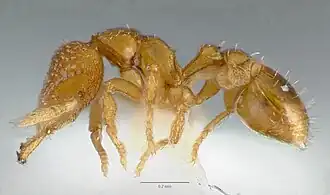 Рабочий муравей