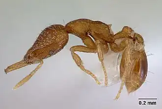 Рабочий муравей