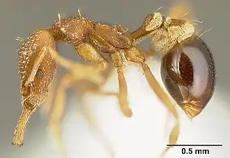 Рабочий муравей