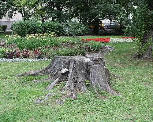 Пень вяза-долгожителя в 2015 году