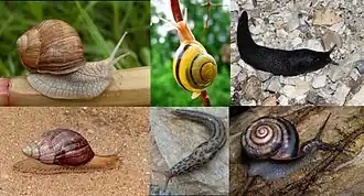 Сверху: виноградная улитка, лесная улитка, чёрно-синий слизень;
Снизу: ахатина (Achatina sp.), большой слизень, Euhadra peliomphala