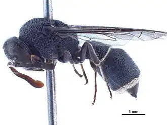 Subancistrocerus sichelii