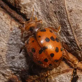 Subcoccinella vigintiquatuorpunctata