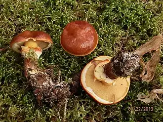 Маслёнок Клинтона6 сентября 2015