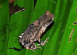 Ingerophrynus celebensis