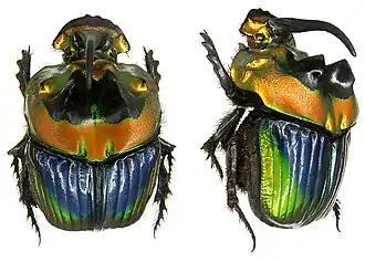 Sulcophanaeus imperator, самец