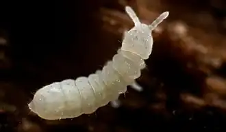 Supraphorura furcifera