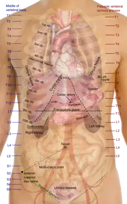 Проекции органов туловища. Чревный ствол посередине