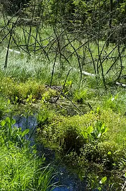 The swamp and the creek, Krikaly