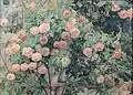 Розы 1902