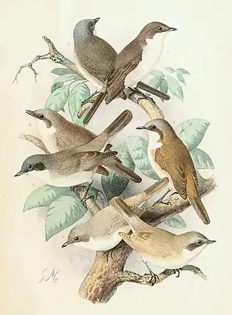 Sylvia althaea, Sylvia curruca, Sylvia minula