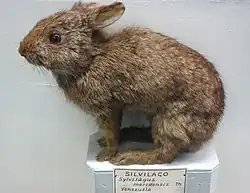 Sylvilagus brasiliensisбразильский кролик(чучело)